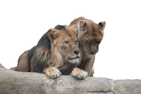 Photo for Lion couple sitting on a branch, cut-out photograph PNG. - Royalty Free Image