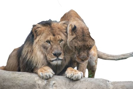 Photo for Lion couple sitting on a branch, cut-out photograph PNG. - Royalty Free Image