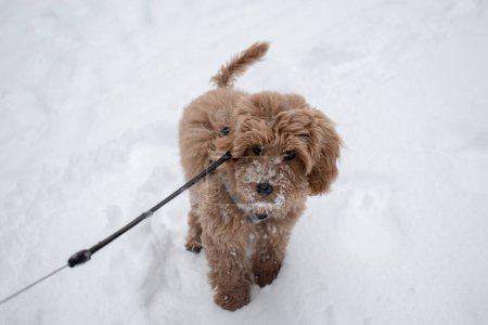 Foto de Labradoodle australiano Cachorro de piel de color albaricoque. Paisaje invernal con nieve profunda. Cachorro de 15 semanas. - Imagen libre de derechos