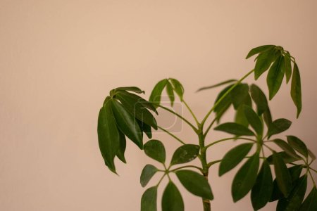 Foto de Schefflera variegated es un género de plantas con flores perteneciente a la familia Araliaceae.. - Imagen libre de derechos