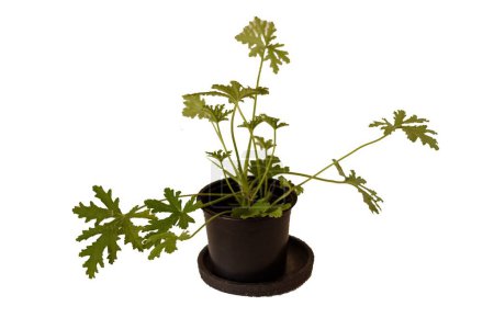 Téléchargez les photos : Pelargonium fleurs gros plan. Horseshue pelargonium ou Pelargonium zonale. Isolé sur fond blanc. Image découpée - en image libre de droit