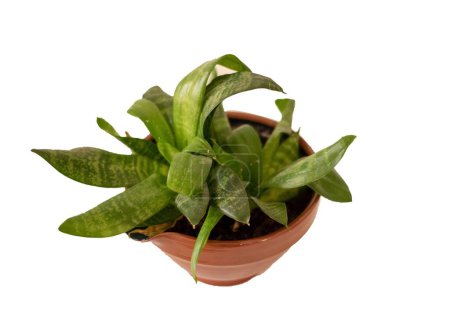 Sansevieria trifasciata plant in clay flowerpot isolated on white background. Cutout snakeplant.