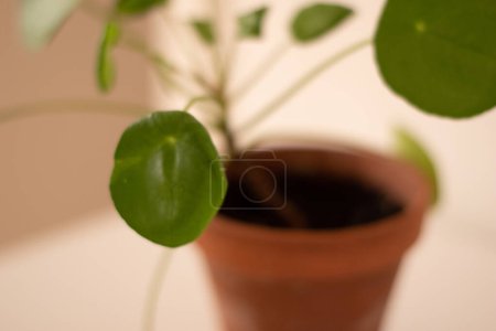 Großaufnahme von Pilea peperomioides Zimmerpflanze im Keramik-Blumentopf auf weißem Tisch über grauer Wand zu Hause. Sonnenlicht. Chinesische Geldpflanze. Indoor Gardening, Hobbykonzept