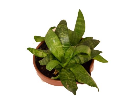 Sansevieria trifasciata plant in clay flowerpot isolated on white background. Cutout snakeplant.
