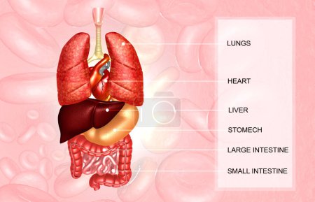 Téléchargez les photos : Organes internes humains sur fond médical. Illustration 3d - en image libre de droit