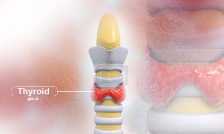 Photo for Thyroid gland. Medical background. 3d illustration - Royalty Free Image
