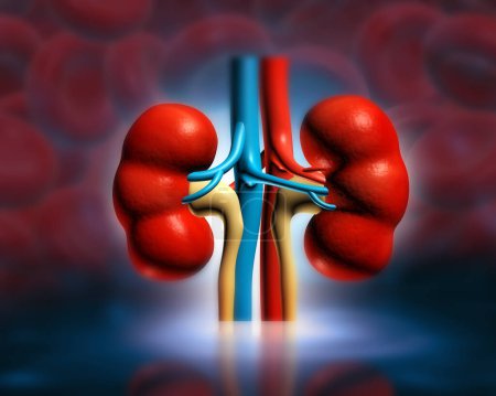 Foto de Anatomía del riñón humano en antecedentes médicos. ilustración 3d - Imagen libre de derechos