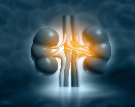 Photo for Human kidney anatomy on medical background. 3d illustration - Royalty Free Image