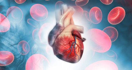 Téléchargez les photos : Anatomie du cœur humain. Illustration 3d - en image libre de droit