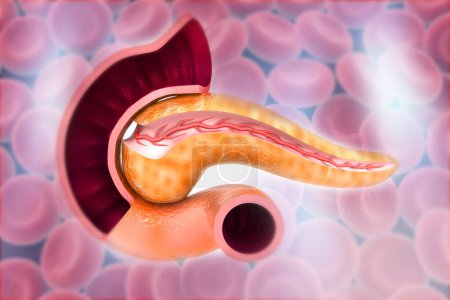 Photo for Cross Section Of Pancreas on bloodcells background. 3d render - Royalty Free Image