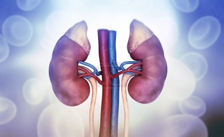 Foto de Anatomía del riñón humano en antecedentes médicos. ilustración 3d - Imagen libre de derechos