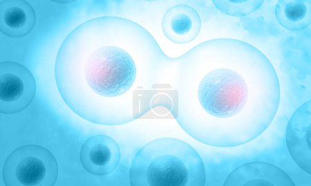Foto de División de células humanas. ilustración 3d - Imagen libre de derechos