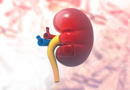 Photo for Human kidney anatomy. 3d render - Royalty Free Image