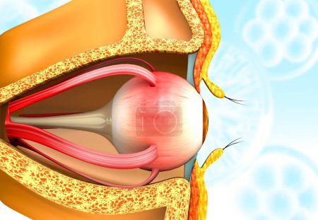 Foto de Anatomía ocular humana. 3d renderizar - Imagen libre de derechos