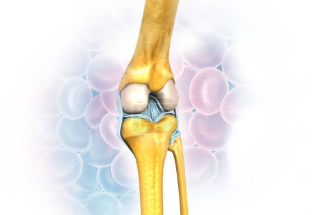 Anatomie des Kniegelenks auf medizinischem Hintergrund. 3D-Darstellung