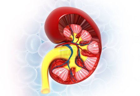 Photo for Human kidney anatomy on medical science background. 3d illustration - Royalty Free Image