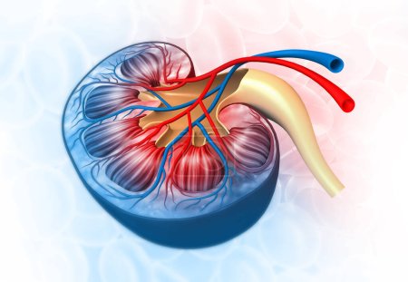 Foto de Anatomía del riñón humano en la ciencia médica. ilustración 3d - Imagen libre de derechos