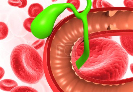 Téléchargez les photos : Anatomie de la vésicule biliaire hépatique avec globules rouges. 3d rendu - en image libre de droit