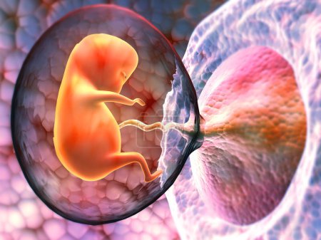 Photo for Human fetus inside the womb. 3d render - Royalty Free Image