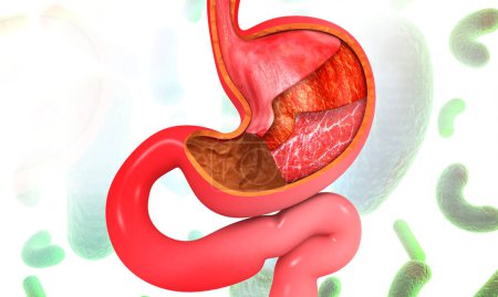 Téléchargez les photos : Anatomie de l'estomac humain sur fond de science. Illustration 3d - en image libre de droit
