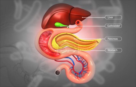 Téléchargez les photos : Anatomie du système digestif humain. Illustration 3D - en image libre de droit