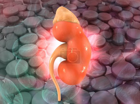 Foto de Anatomía de riñón humano sobre fondo abstracto. Ilustración 3D - Imagen libre de derechos