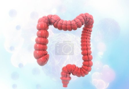 Photo for Human colon anatomy on medical background. 3d illustration - Royalty Free Image