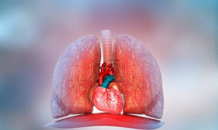 Photo for Human Respiratory System. 3d render - Royalty Free Image
