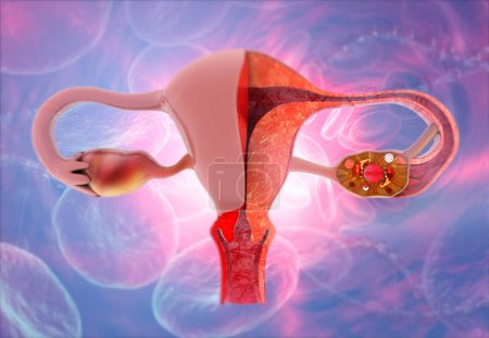 Téléchargez les photos : Anatomie humaine système reproducteur féminin. Anatomie utérine. Illustration 3d - en image libre de droit
