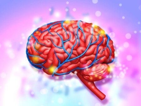 Téléchargez les photos : Anatomie du cerveau humain sur fond médical coloré - en image libre de droit