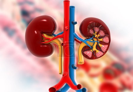 Photo for Human kidney on abstract medical background. 3d render - Royalty Free Image