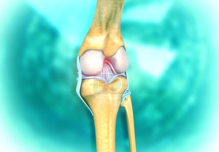 Foto de Anatomía de la articulación de la rodilla en el fondo médico. ilustración 3d - Imagen libre de derechos