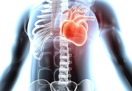 Photo for Heart in human body. 3d rendering - Royalty Free Image