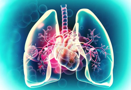 Téléchargez les photos : Coeur humain et poumons sur fond médical. Illustration 3d - en image libre de droit
