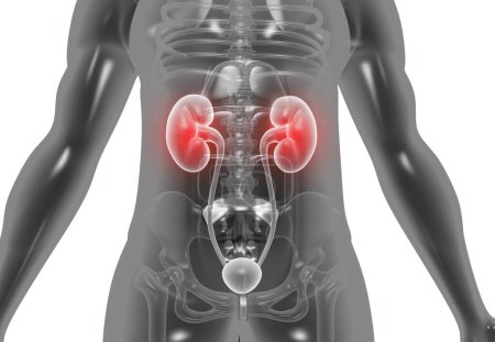 Photo for Human body with kidneys. 3d illustration - Royalty Free Image