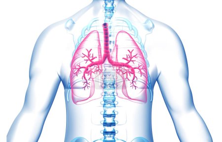 Téléchargez les photos : Corps humain avec poumons. Illustration 3d - en image libre de droit