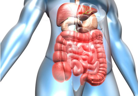 Téléchargez les photos : Corps humain avec système digestif. Illustration 3d - en image libre de droit