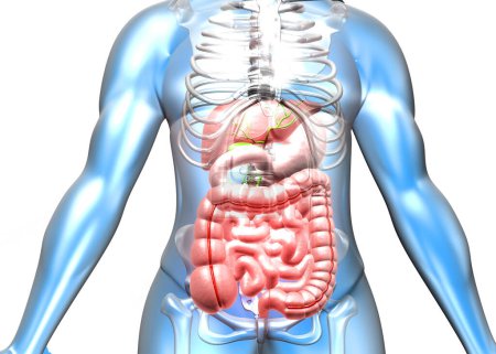 Foto de Cuerpo humano con sistema digestivo. ilustración 3d - Imagen libre de derechos