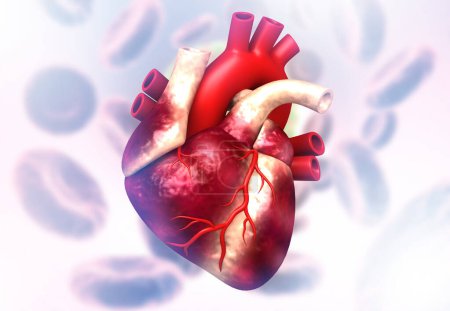 Photo for Human heart on medical background. 3d illustration - Royalty Free Image