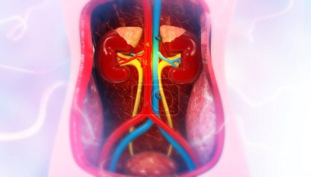 Téléchargez les photos : Anatomie rénale humaine sur fond médical. Illustration 3d - en image libre de droit