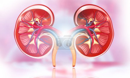 Foto de Sección transversal del riñón humano con antecedentes médicos abstractos. ilustración 3d - Imagen libre de derechos