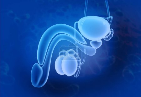 Foto de Anatomía del sistema urinario masculino. ilustración 3d - Imagen libre de derechos