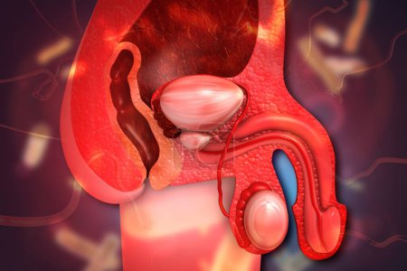 Téléchargez les photos : Anatomie du système urinaire masculin. Illustration 3d - en image libre de droit