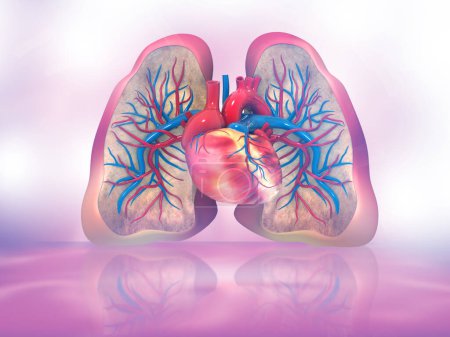 Téléchargez les photos : Poumons et cœur humains sur fond médical abstrait. Illustration 3d - en image libre de droit