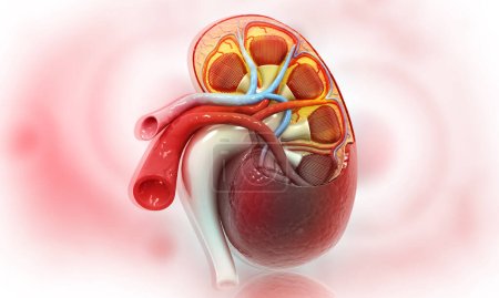 Foto de Sección transversal del riñón humano en base científica. ilustración 3d - Imagen libre de derechos
