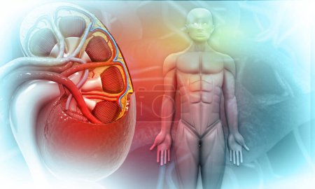 Photo for Human body with kidneys. 3d illustration - Royalty Free Image