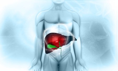 Cuerpo humano con hígado. ilustración 3d