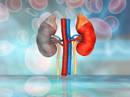 Photo for Kidney on science background. 3d illustration - Royalty Free Image