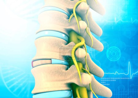 Foto de Anatomía de columna vertebral y columna vertebral humana en antecedentes médicos. ilustración 3d - Imagen libre de derechos