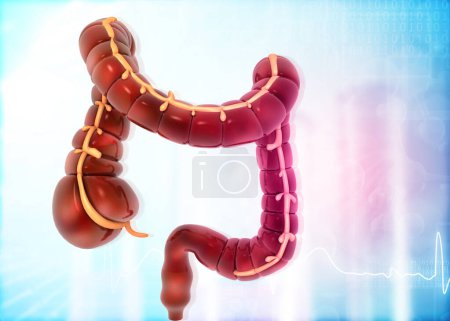 Téléchargez les photos : Modèle d'anatomie du gros intestin sur fond médical. Illustration 3d - en image libre de droit